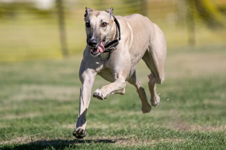 greyhound blondie