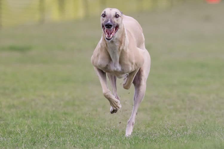 Female greyhound blondie sprints in a race.