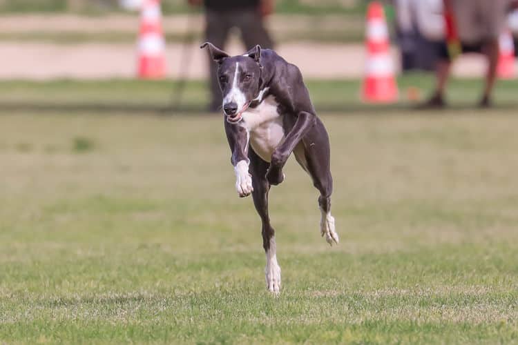 Male greyhound Dodger running on a course.