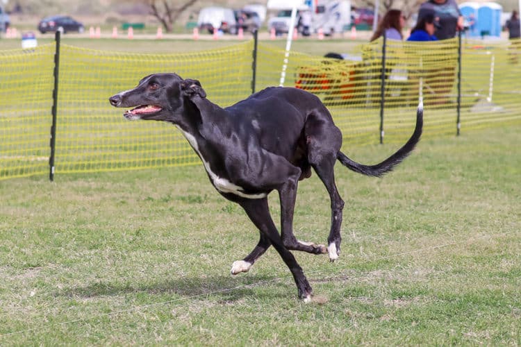 Male greyhound lightning on a race course.