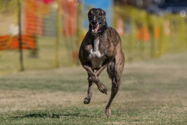 Female greyhound Lilac runs in a race.